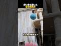 飼い主も驚いた猫の瞬発力