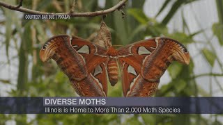National Moth Week Highlights Underappreciated Creatures