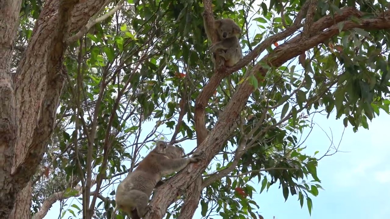 Wild koalas mating - 14 Nov 22 - what happened after
