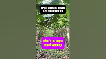 Cách tưới chuối hiêu quả bằng béc tiết kiệm nước VP39 Phun xa