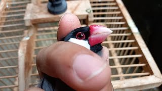 MENANGKAP BANDANGAN GELATIK BELONG