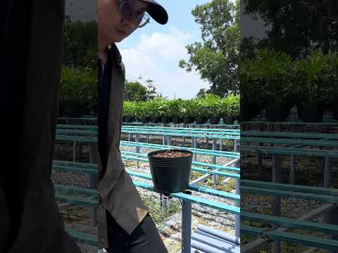 Giá thể trồng kiểng lá