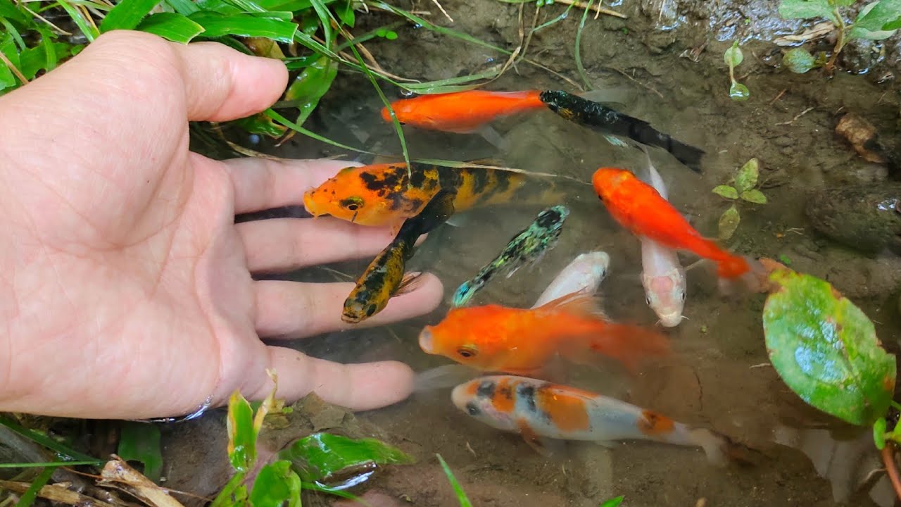 Вадидо ловит золотую рыбку, красочную бойцовую рыбку, золотую рыбку, рыбу кои, рыбу-комету, сома,