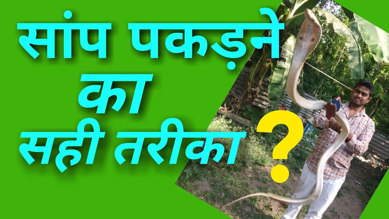 cobra rescue litters सांप सावधानी से कैसे पकड़े ।