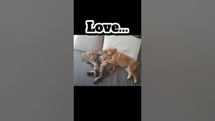 Video 11412621: maine coon love, cat dog love