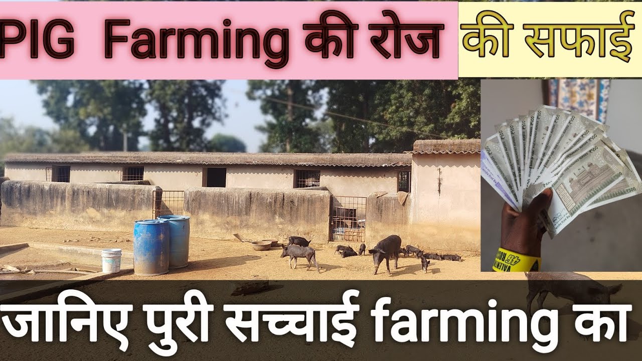 PIG farming में रोज का काम। कैसे होता है farming  की सफाई।।