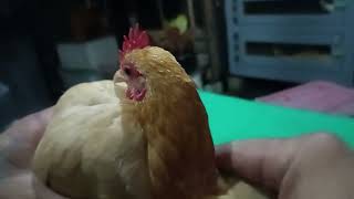 Cara Memilih Indukan Serama yang Baik | Kinkkonk Channel