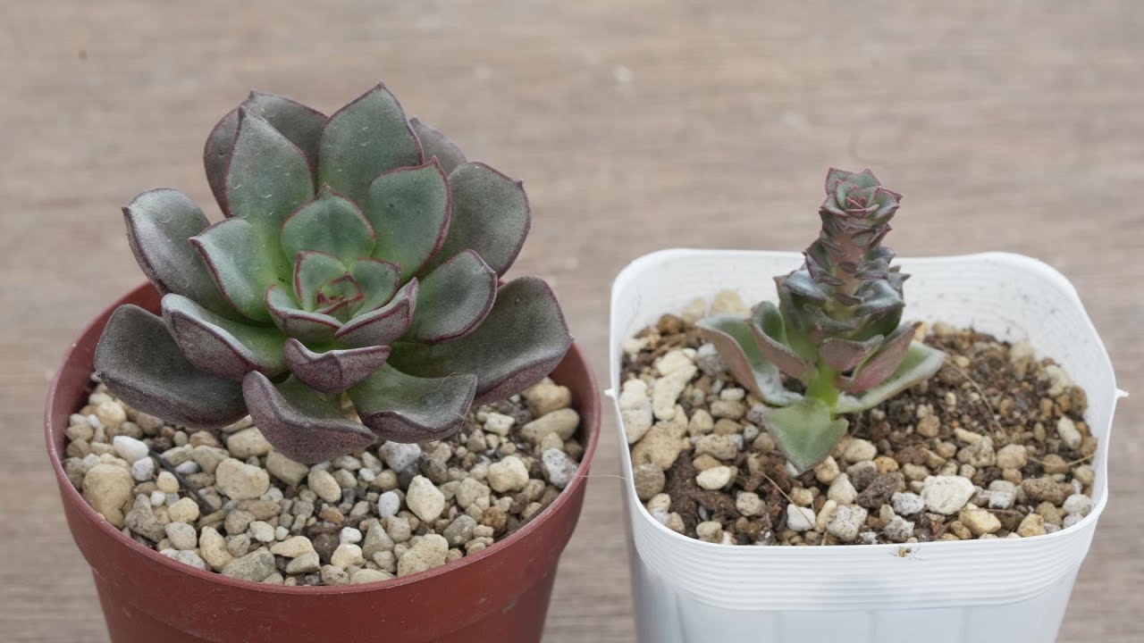 409 [This is the same succulent] The overgrown succulent grows