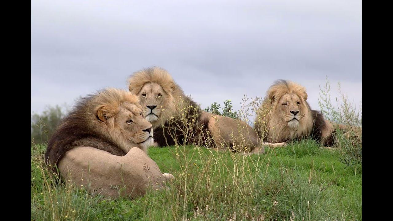 cienfueg0s Lion love, Wild cats, Lion pictures