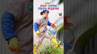 🎄푸바오 사과반쪽에 온세상얻은 표정~ #푸바오실시간 #푸바오근황 #판다월드 #에버랜드 #아이바오 #러바오 #루이바오 #후이바오 #강바오 #송바오