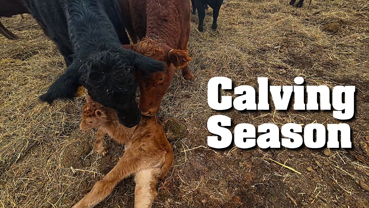 It's Calving Season On The Ranch.. A Chaotic Blessing