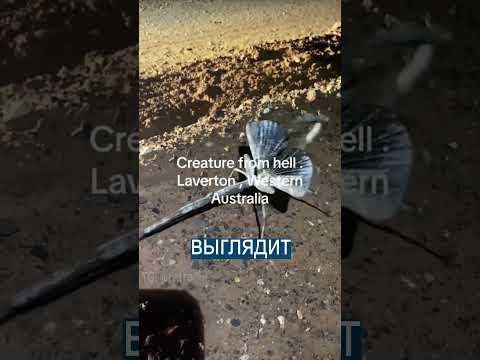 В Австралии нашли существо из ада - неизвестное насекомое