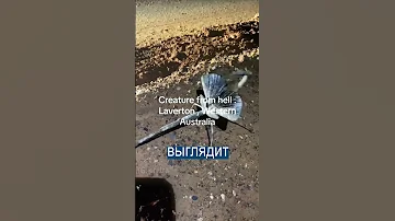 В Австралии нашли существо из ада - неизвестное насекомое