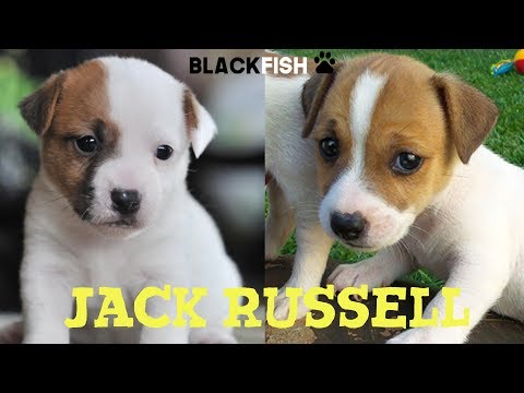 Video: Come Scegliere Un Cucciolo Di Jack Russell Terrier