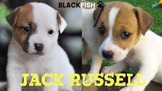 I piccoli cuccioli di JACK RUSSELL TERRIER