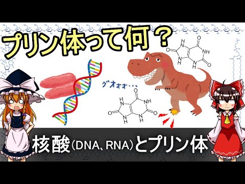 核酸(DNA、RNA)とプリン体【食品化学ゆっくり解説Part11】