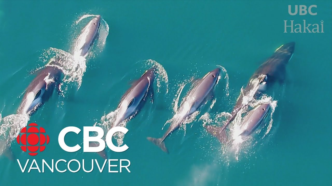 Orcas observed using drones to give B.C. researchers new perspective