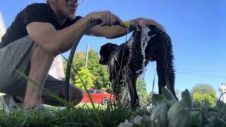 How To Give A Dog A Bath Outside / Rottweiler Grooming by The Rotty Ranch 3,810 views 8 months ago 4 minutes, 28 seconds