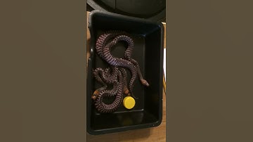 Baby Woma Pythons