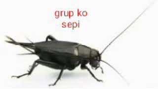 Grup sepi