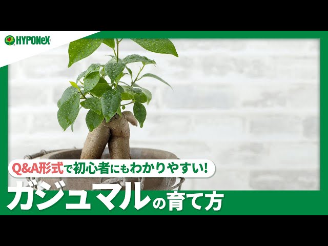 ☘34::How to grow banyan trees | How to choose seedlings, how to
