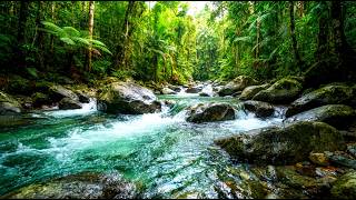 Forest River Flowing Sounds | Birds Chirping & Water Sounds for Relaxation and Stress Relief