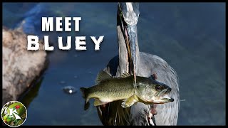 Great Blue Heron Catches Big Fish...after Snapping at a Turtle