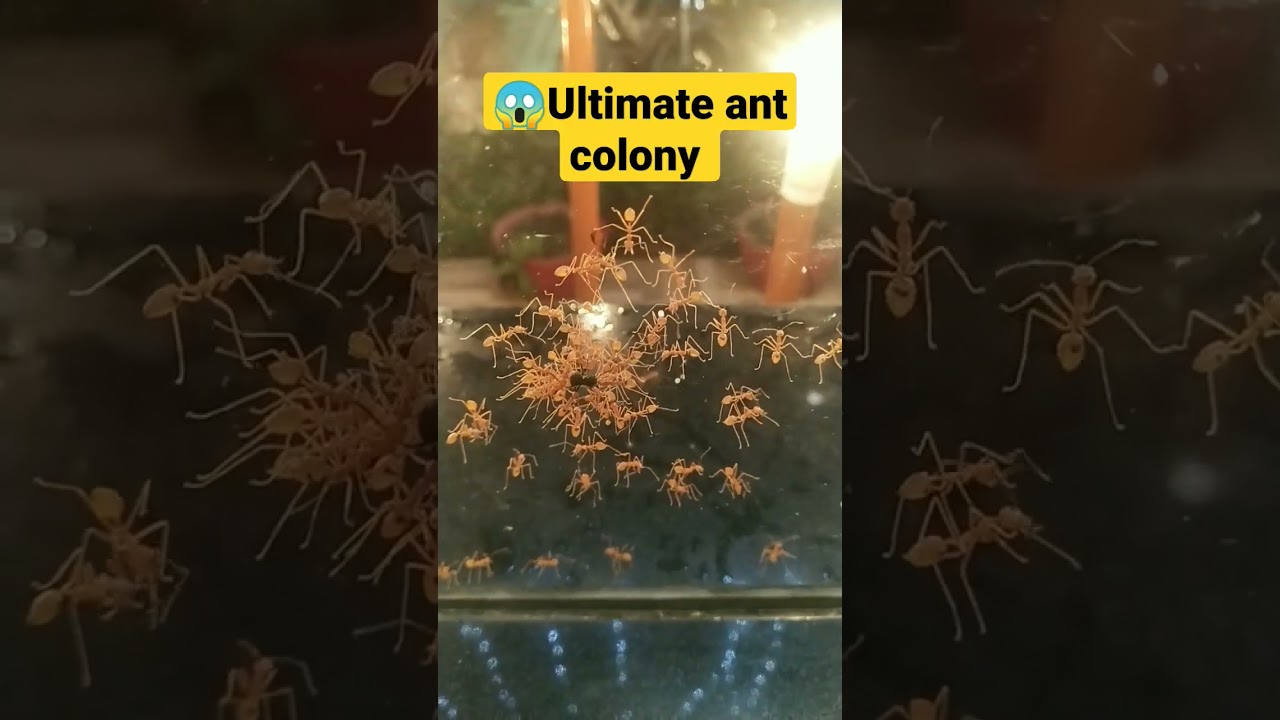 😍😱🔥😱deadliest ant colony captured via transparent glass 
