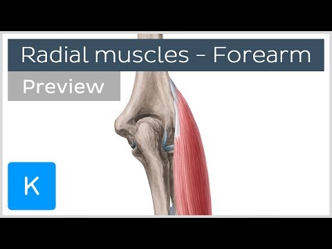 Radial muscles of the forearm (preview) - Human Anatomy | Kenhub