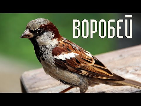 Домовый и полевой воробьи. Сходство и отличия / Птицы России (Фильм 67)