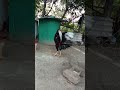 Sanda seval #aseelrooster #murga #sandakozhi #rooster