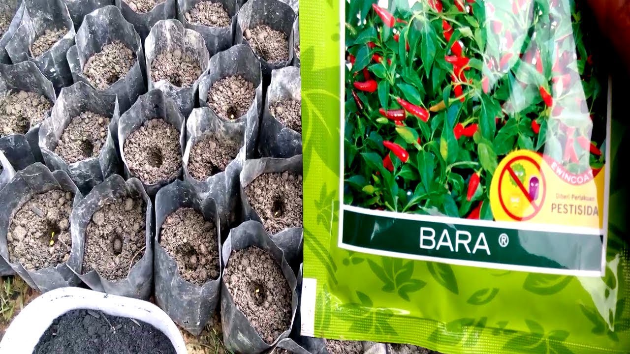 Praktek Cara Pembibitan Cabe Rawit Kualitas Unggul (BARA) 