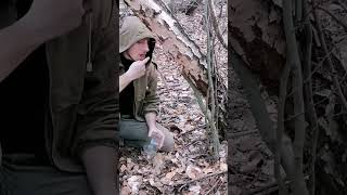 How To Get Birch Sap #Bushcraft #Survival #Outdoors