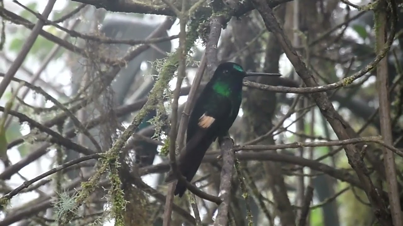 Buff-winged Starfrontlet, Coeligena l. lutetiae, Yanacocha, Ecuador, 30 Dec 2012 (3/3)