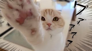 猫はかっておりません まちこてんてー🧣🌟 on X: 
