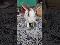 Watch this adorable bunny enjoy its favorite meal in the cutest way possible! #shorts  #rabbit