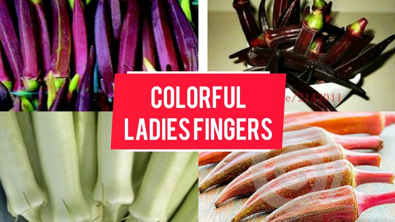 Colorful ladies fingers and nutritional value YouTube