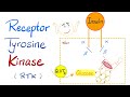 Insulin Receptor Tyrosine Kinase (RTK) | How insulin works 🍇