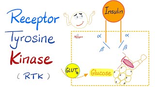 Insulin Receptor Tyrosine Kinase (RTK) - How insulin works