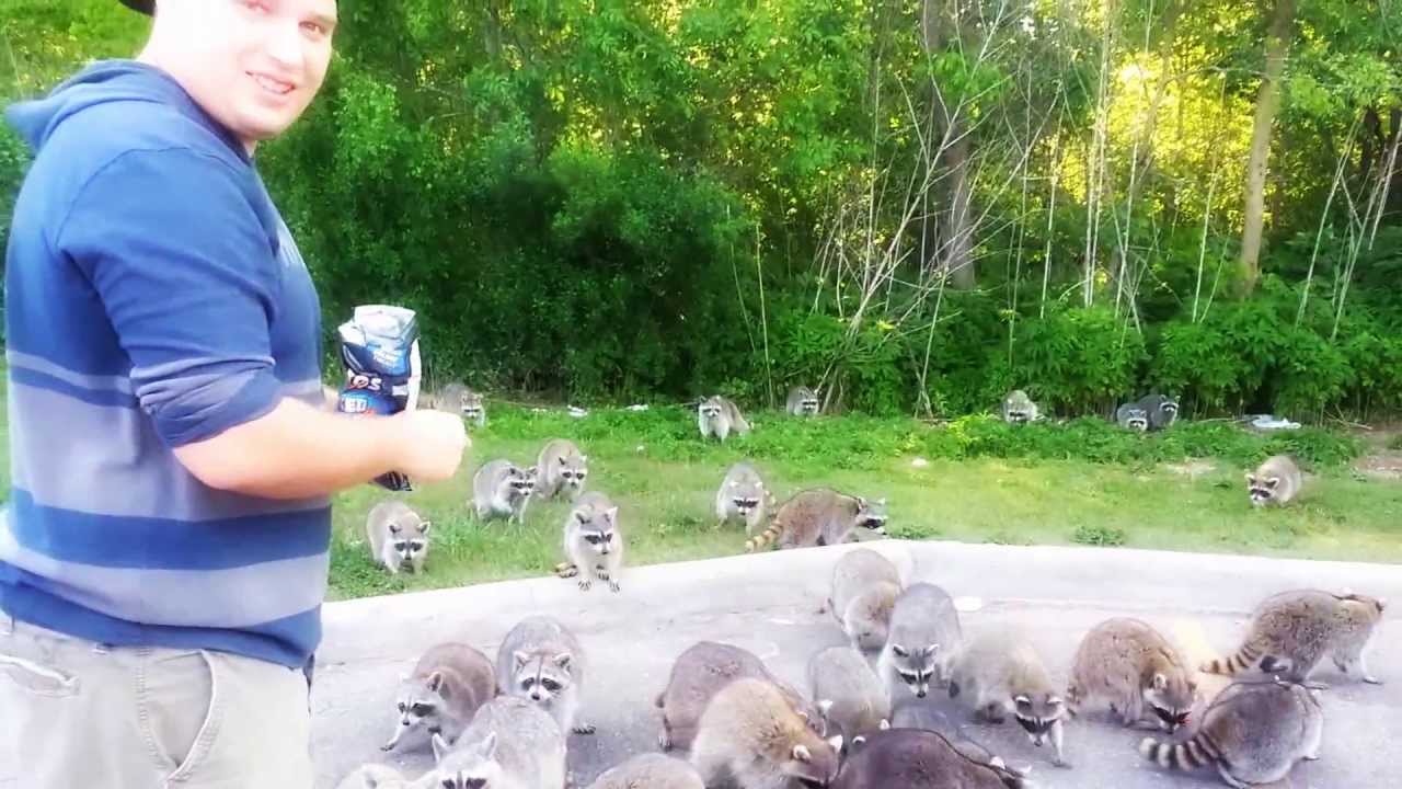 The guy decided to feed the raccoons. When they started to eat, he instantly ran behind the camera. Press Share, make your friends interesting The guy decided to feed the raccoons. When they started to eat, he instantly ran behind the camera. Press Share, make your friends interesting