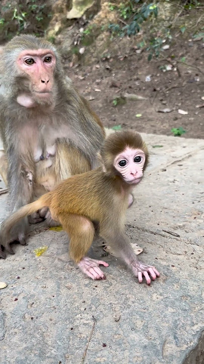 Funny monkey #133