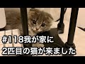 #118 我が家に2匹目の猫が来ました