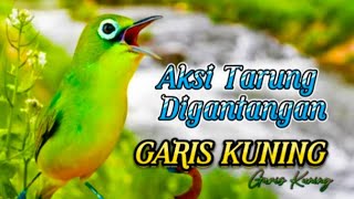 SERU BONGAS GESIT KOMET TANCEP GAS