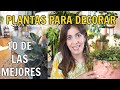 10 MEJORES PLANTAS PARA DECORAR TU HOGAR ! PLANTAS DE INTERIOR QUE PURIFICAN AIRE + POCOS CUIDADOS