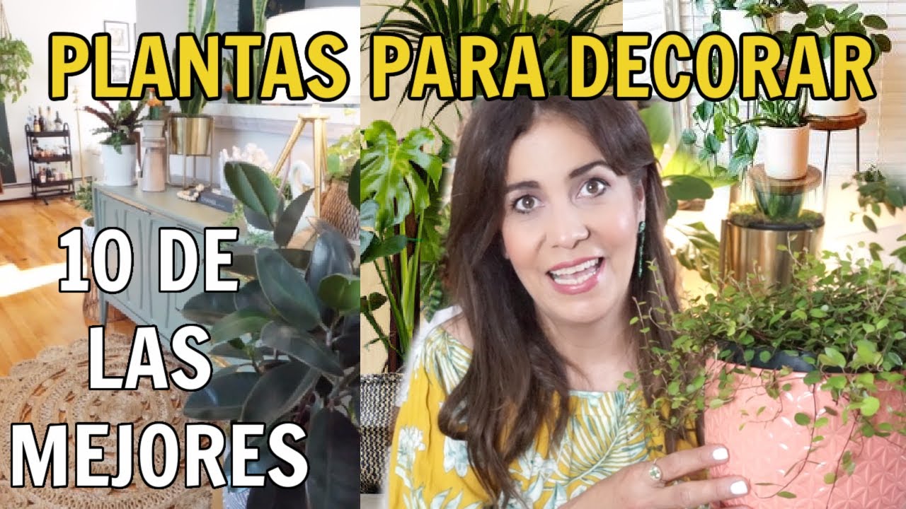 10 MEJORES PLANTAS PARA DECORAR TU HOGAR ! PLANTAS DE INTERIOR QUE  PURIFICAN AIRE + POCOS CUIDADOS - YouTube