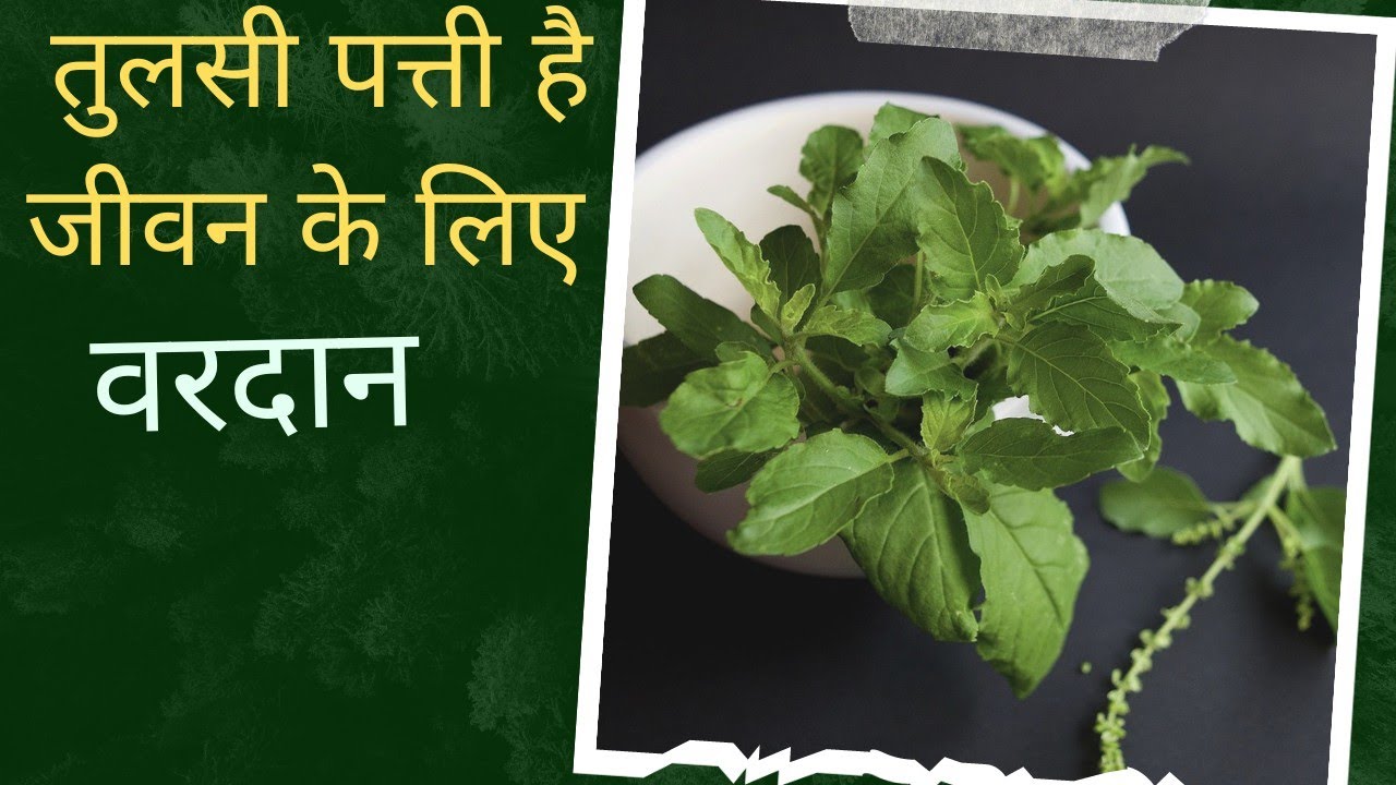 Tulsi Patti ke fayde तुलसी पत्ती के फायदे YouTube