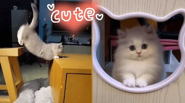 Watch the video about Adorable Munchkin Cats Compilation 🐱💖 | Cutest Short-Legged Cats