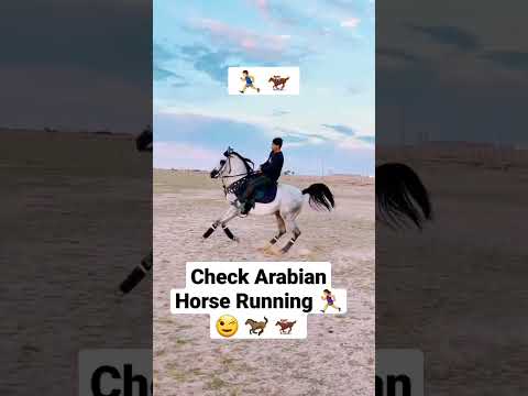 Check Arabian Horse Running #viral #shorts