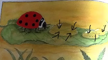 Made with Explain Everything