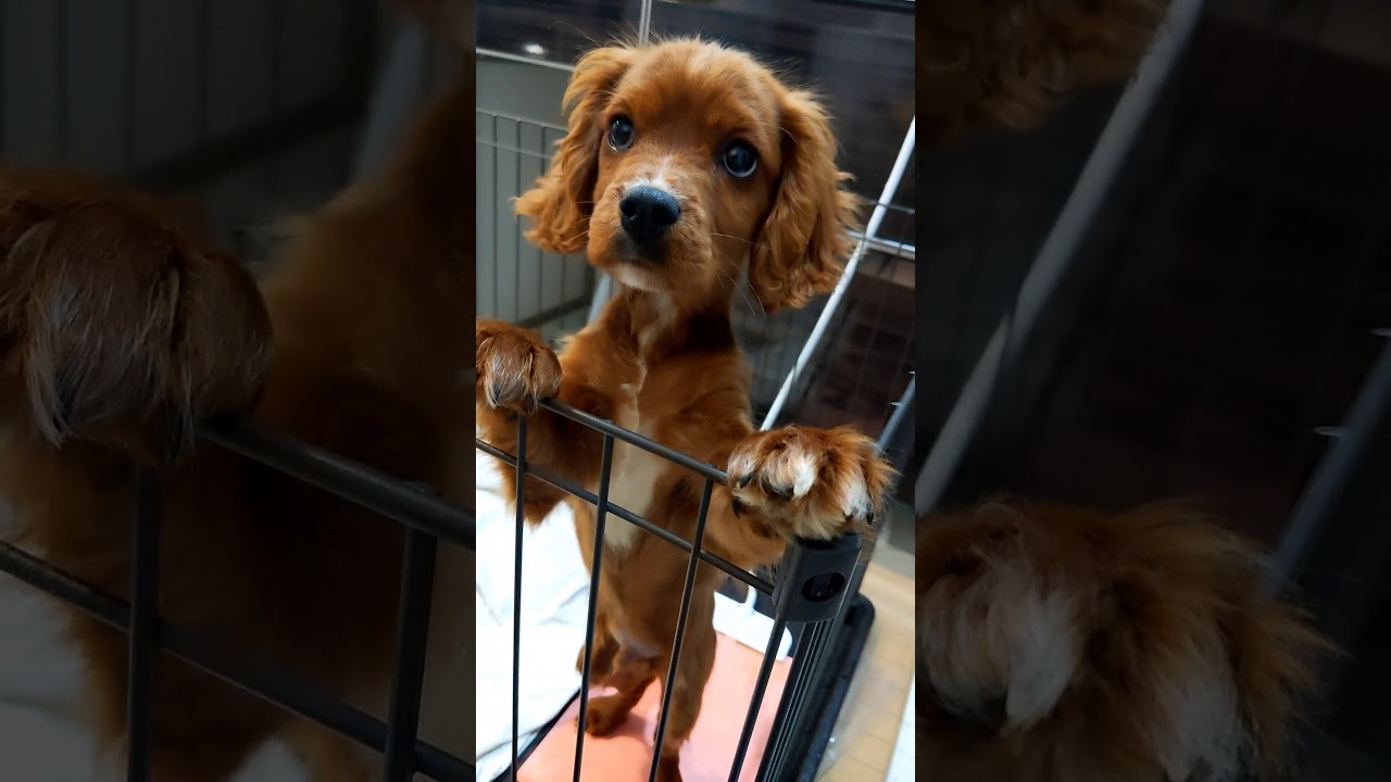 ミックス犬 キャバリア ダックスのミックス犬 Youtube